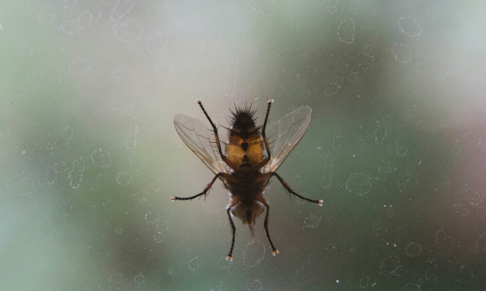 Flea Pest Control in UK