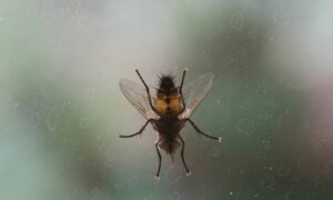Flea Pest Control in UK