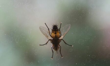 Flea Pest Control in UK