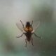 Flea Pest Control in UK