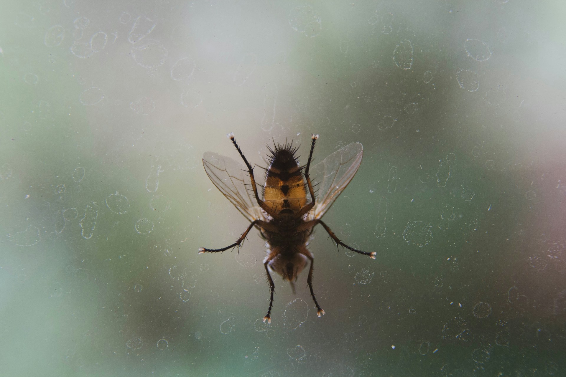 Flea Pest Control in UK